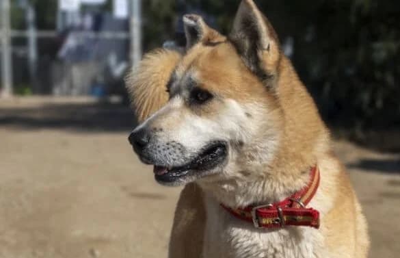 Bowie-2, male Mixed Breed for adoption at Animal Happyend