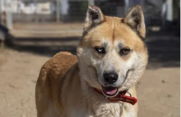 Bowie-2, male Mixed Breed for adoption at Animal Happyend, Animal Happyend photo 2