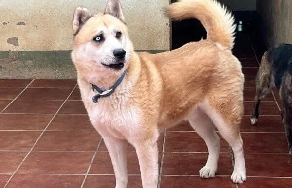 Bowie-2, male Mixed Breed for adoption at Animal Happyend, Animal Happyend photo 3