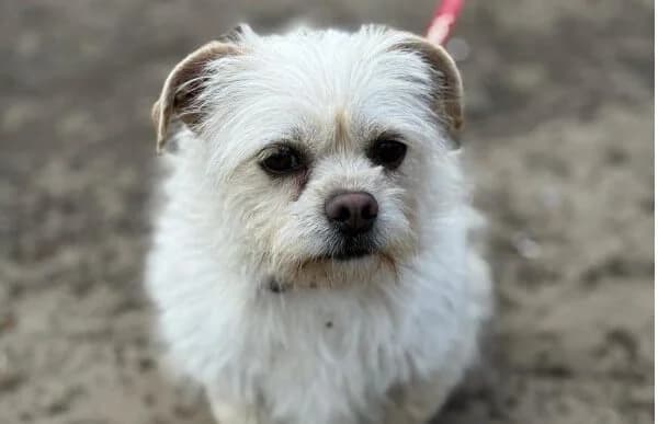 Britni, female young Mixed Breed for adoption at Animal Happyend, Animal Happyend