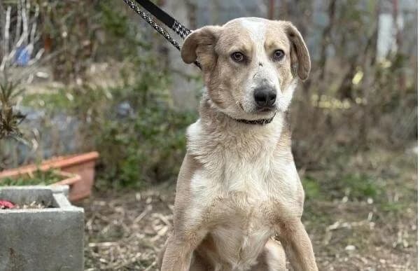 Brixton, Mixed Breed (Animal Happyend)