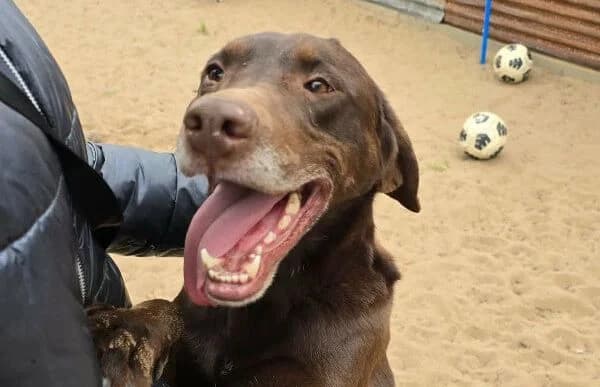 Bruno-14, male 6yo Mixed Breed for adoption at Animal Happyend, Animal Happyend