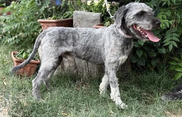 Bundas-9, male young Mixed Breed for adoption at Animal Happyend, Animal Happyend