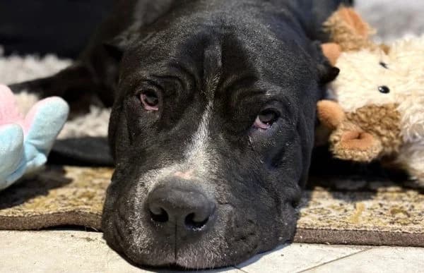Buster-6, male senior mixed breed for adoption at Animal Happyend, Animal Happyend