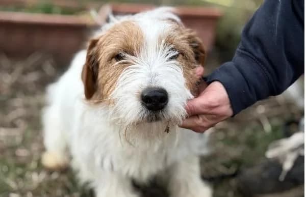 Cappy-2, male young Mixed Breed for adoption at Animal Happyend, Animal Happyend