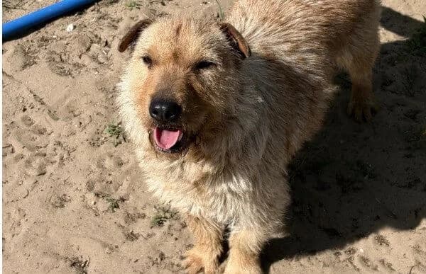 Capry, female 3yo Mixed Breed for adoption at Animal Happyend, Animal Happyend