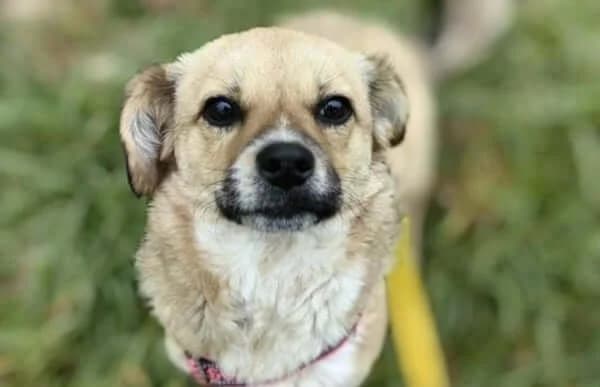 Catina, female young Mixed Breed for adoption at Animal Happyend, Animal Happyend