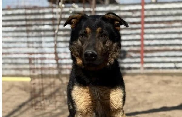 Cezar-8, male 4yo German Shepherd for adoption at Animal Happyend, Animal Happyend