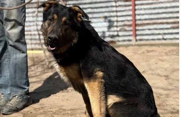 Cezar-8, male German Shepherd for adoption at Animal Happyend, Animal Happyend photo 2