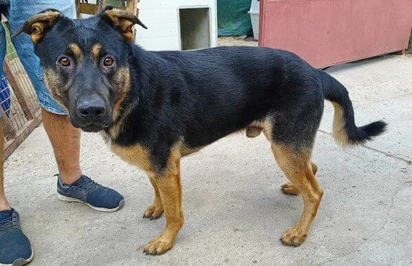 Cezar-8, male German Shepherd for adoption at Animal Happyend, Animal Happyend photo 3