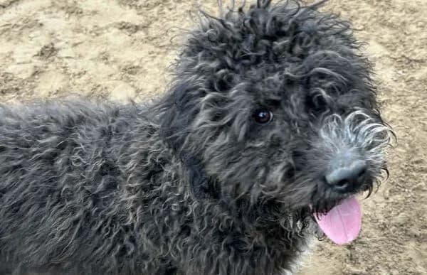 Cezi-2, male Mixed Breed for adoption at Animal Happyend