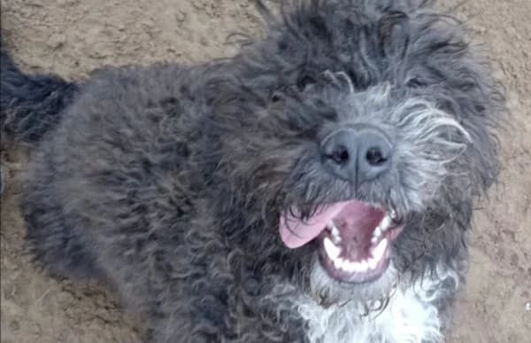 Cezi-2, male Mixed Breed for adoption at Animal Happyend, Animal Happyend photo 2