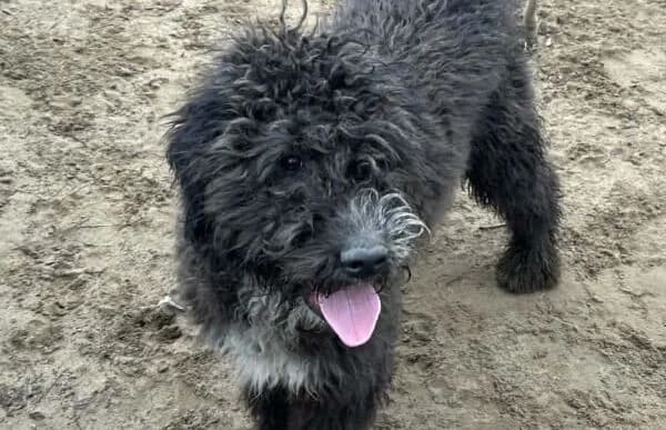 Cezi-2, male Mixed Breed for adoption at Animal Happyend, Animal Happyend photo 3