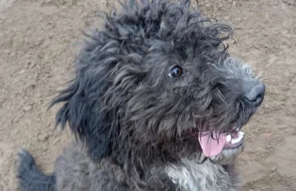 Cezi-2, male Mixed Breed for adoption at Animal Happyend, Animal Happyend photo 4