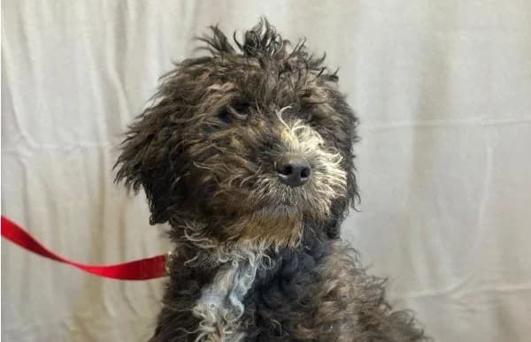 Cezi-2, male Mixed Breed for adoption at Animal Happyend, Animal Happyend photo 5