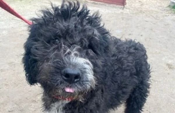 Cezi-2, male Mixed Breed for adoption at Animal Happyend, Animal Happyend photo 6