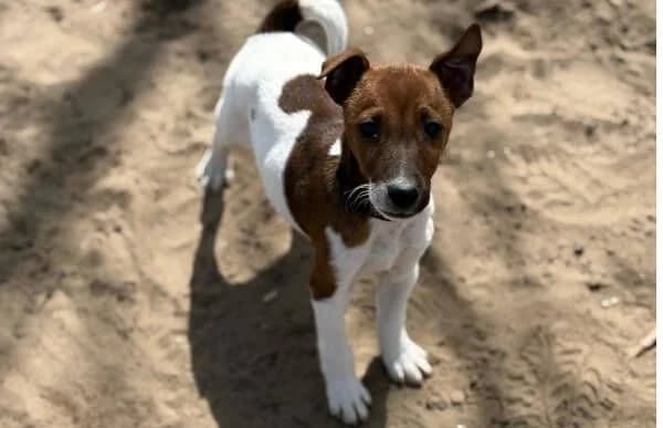 Chip-3, male mixed breed for adoption at Animal Happyend