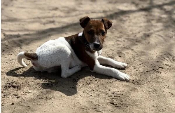 Chip-3, male mixed breed for adoption at Animal Happyend, Animal Happyend photo 2