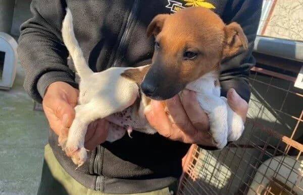 Chip-3, male mixed breed for adoption at Animal Happyend, Animal Happyend photo 3