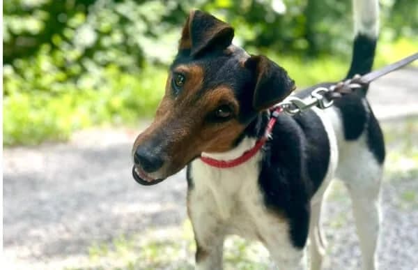Csipesz, male young mixed breed for adoption at Animal Happyend, Animal Happyend