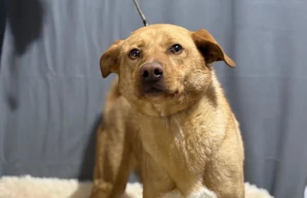 Cirino, male 4yo Mixed Breed for adoption at Animal Happyend, Animal Happyend