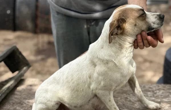Claire, female young Mixed Breed for adoption at Animal Happyend, Animal Happyend
