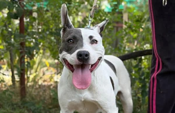 Corson, male 3yo mixed breed for adoption at Animal Happyend, Animal Happyend