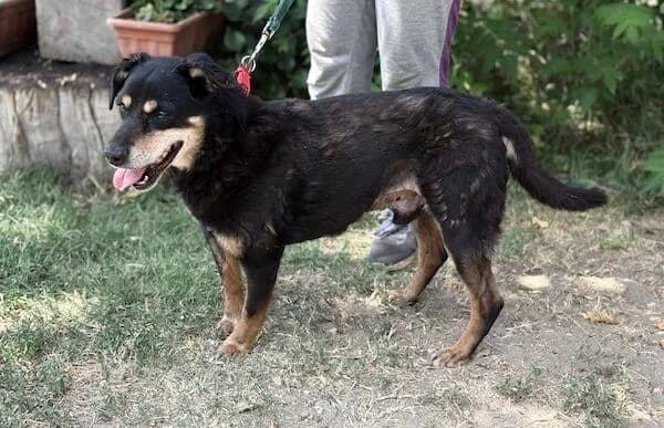 Csernus, male senior Mixed Breed for adoption at Animal Happyend, Animal Happyend