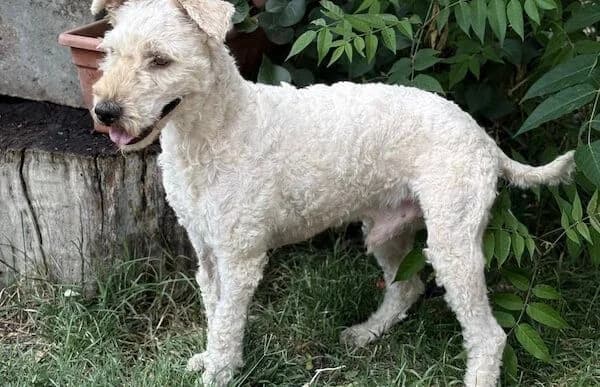 Csibesz-4, male young Puli for adoption at Animal Happyend, Animal Happyend