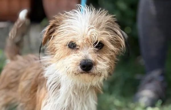 Csingiz, male young Mixed Breed for adoption at Animal Happyend, Animal Happyend
