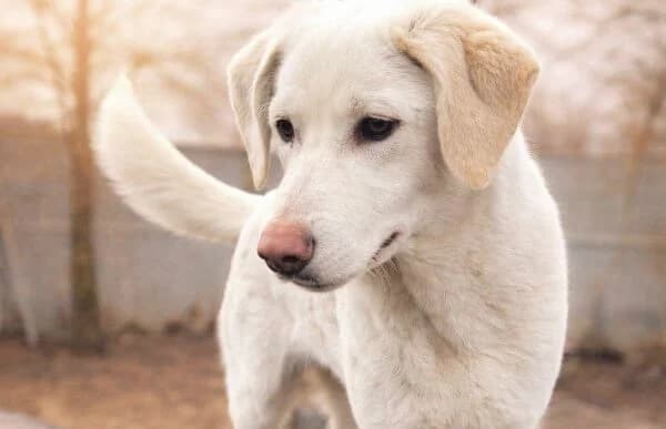 Cuki-7, female Mixed Breed for adoption at Animal Happyend, Animal Happyend