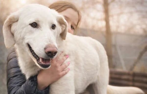 Cuki-7, female Mixed Breed for adoption at Animal Happyend, Animal Happyend — photo 3 of 11