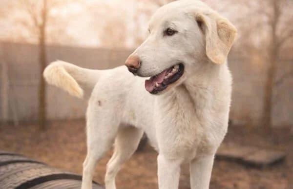 Cuki-7, female Mixed Breed for adoption at Animal Happyend, Animal Happyend — photo 4 of 11