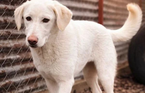 Cuki-7, female Mixed Breed for adoption at Animal Happyend, Animal Happyend — photo 5 of 11