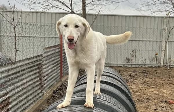 Cuki-7, female Mixed Breed for adoption at Animal Happyend, Animal Happyend — photo 6 of 11