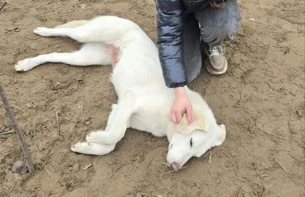 Cuki-7, female Mixed Breed for adoption at Animal Happyend, Animal Happyend — photo 7 of 11
