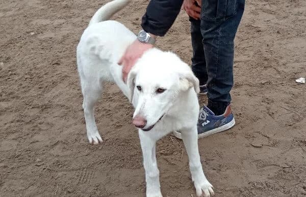 Cuki-7, female Mixed Breed for adoption at Animal Happyend, Animal Happyend — photo 8 of 11