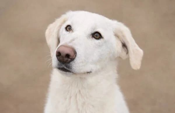Cuki-7, female young Mixed Breed for adoption at Animal Happyend, Animal Happyend