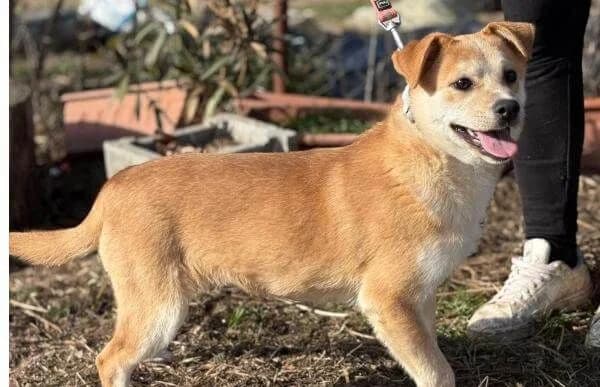 Dakari, male puppy Mixed Breed for adoption at Animal Happyend, Animal Happyend