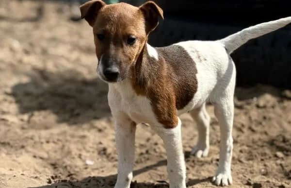 Dale, male mixed breed for adoption at Animal Happyend