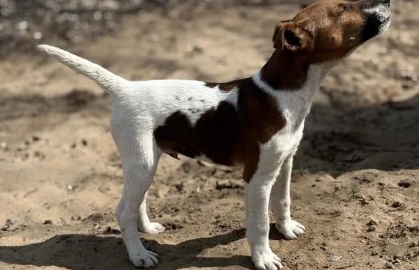 Dale, male mixed breed for adoption at Animal Happyend, Animal Happyend photo 2