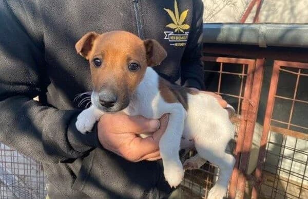 Dale, male mixed breed for adoption at Animal Happyend, Animal Happyend photo 3