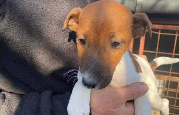 Dale, male mixed breed for adoption at Animal Happyend, Animal Happyend photo 4