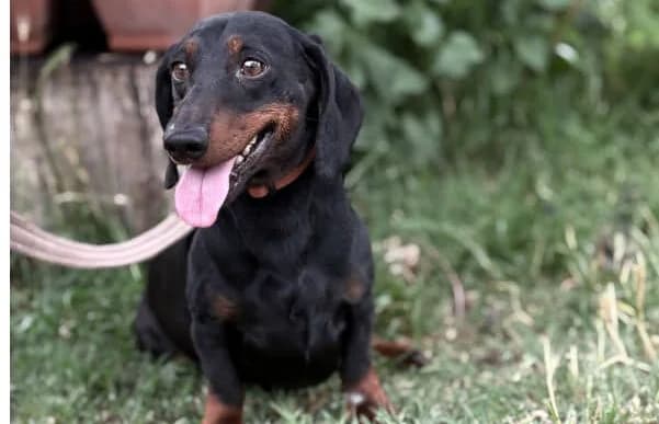 Dariusz-2, male 5yo Dachshund for adoption at Animal Happyend, Animal Happyend