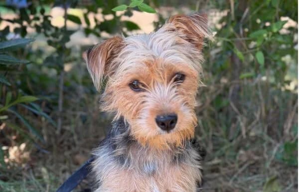 Delina-2, female 3yo Yorkshire Terrier for adoption at Animal Happyend, Animal Happyend