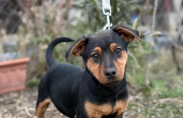 Deni, male puppy Mixed Breed for adoption at Animal Happyend, Animal Happyend