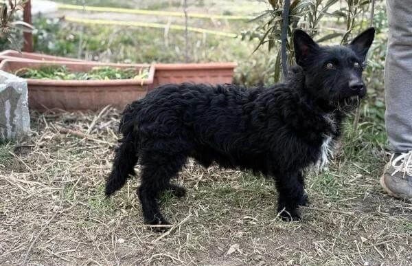 Denton, male Mixed Breed for adoption at Animal Happyend