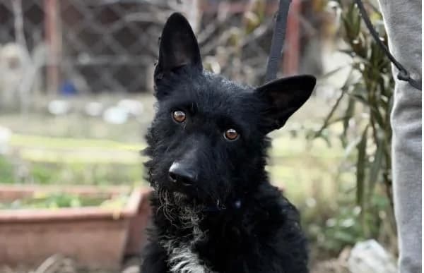 Denton, male Mixed Breed for adoption at Animal Happyend, Animal Happyend photo 2