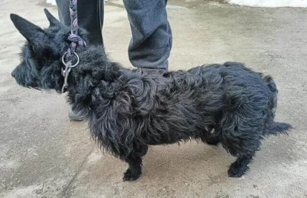 Denton, male Mixed Breed for adoption at Animal Happyend, Animal Happyend photo 3