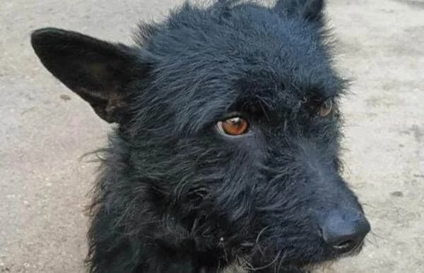 Denton, male Mixed Breed for adoption at Animal Happyend, Animal Happyend photo 4